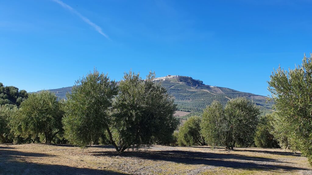 Finca de olivos